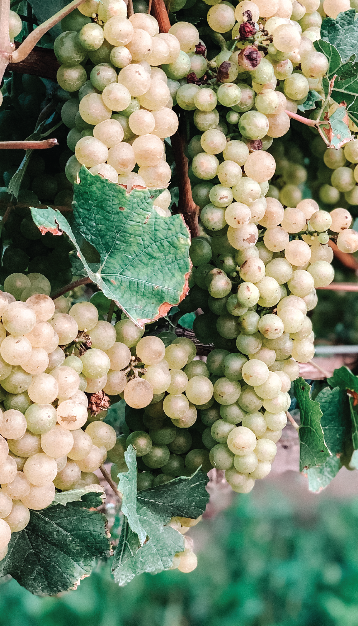 chardonnay_grapes chardonnay grapes hanging on a vine at 20 deep vineyard.