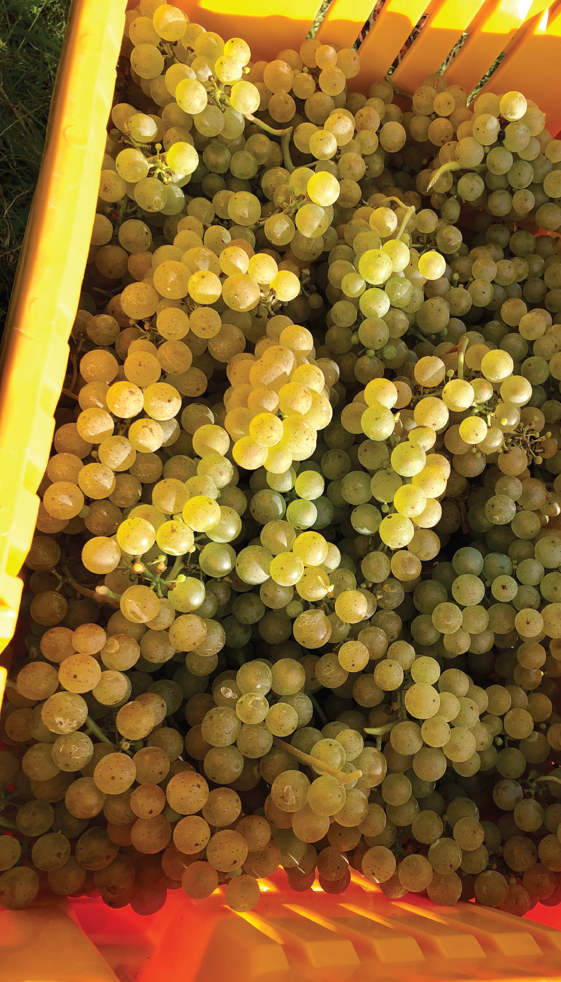 gruner_veltliner hand harvested Gruner Veltliner grapes.