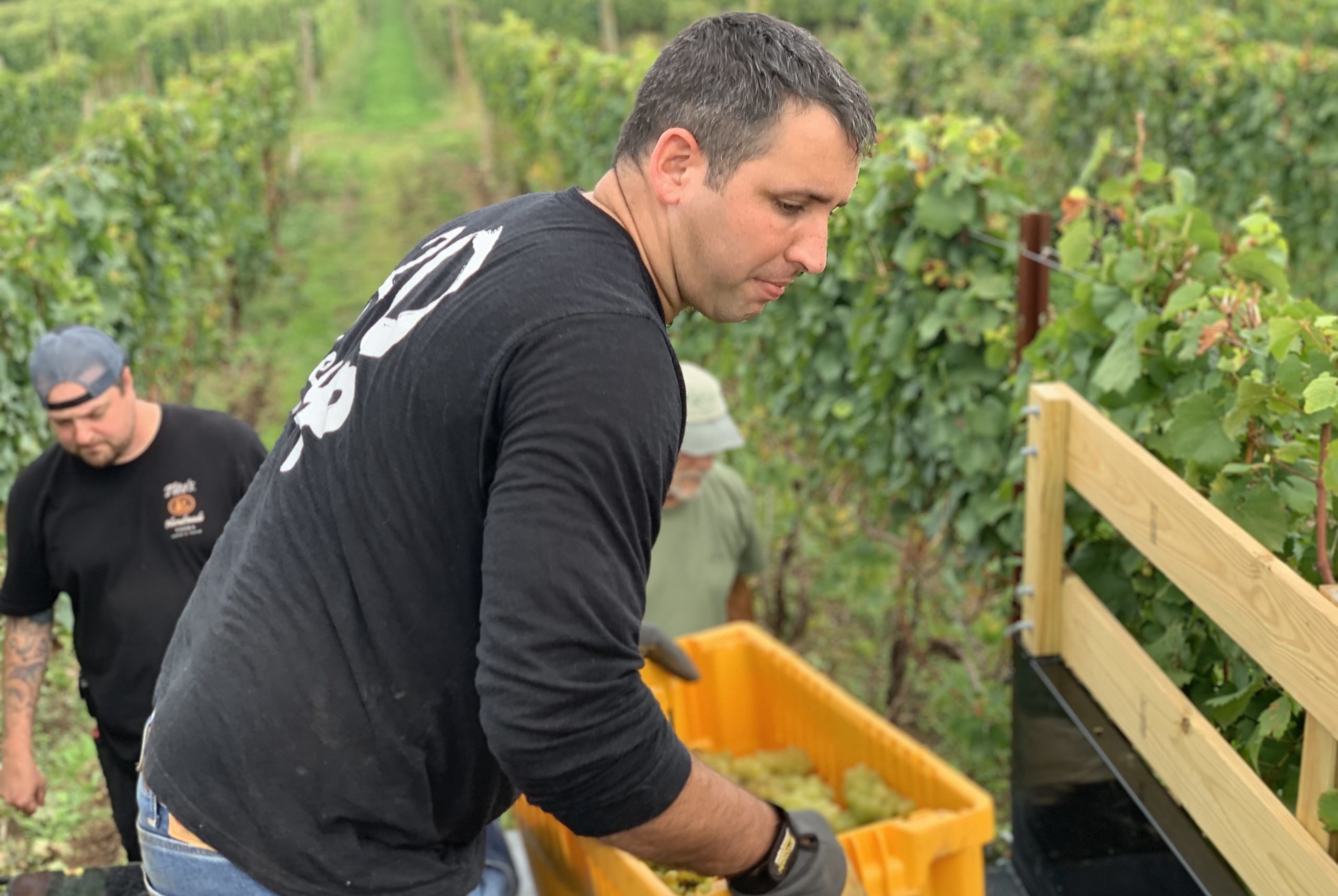 hand harvested grapes vineyard worker picking grapes in the finger lakes.