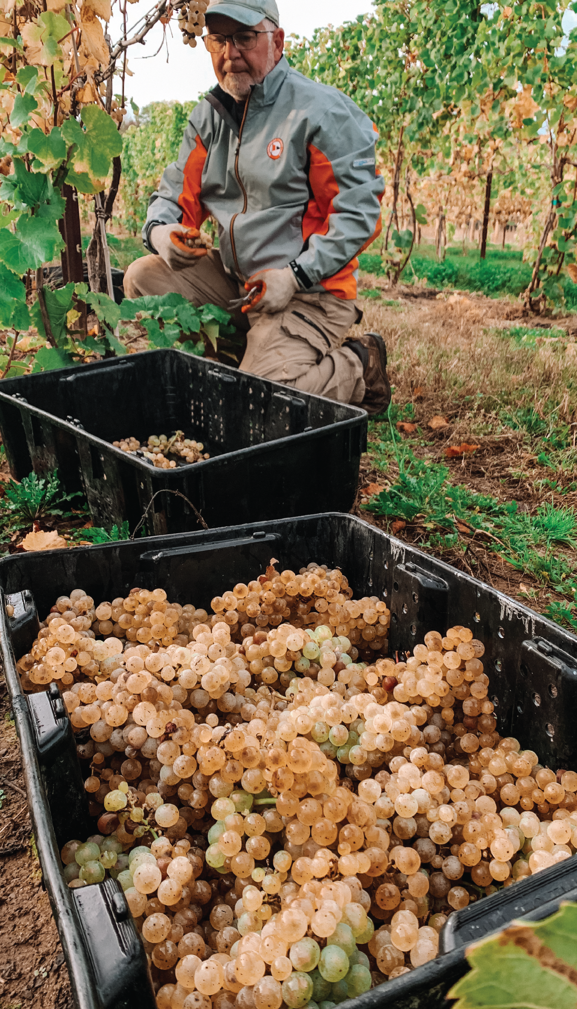 riesling_grape_harvest hand picking riesling grapes at harvest