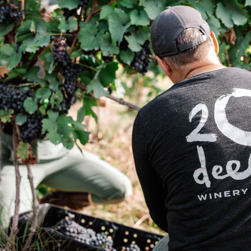 Harvesting Gamay Noir from the 20 Deep Vineyard